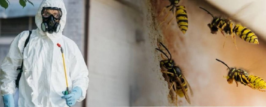 Exterminators Queens Guide: Safe Hornet Nest Removal & Natural Repellents That Actually Work
