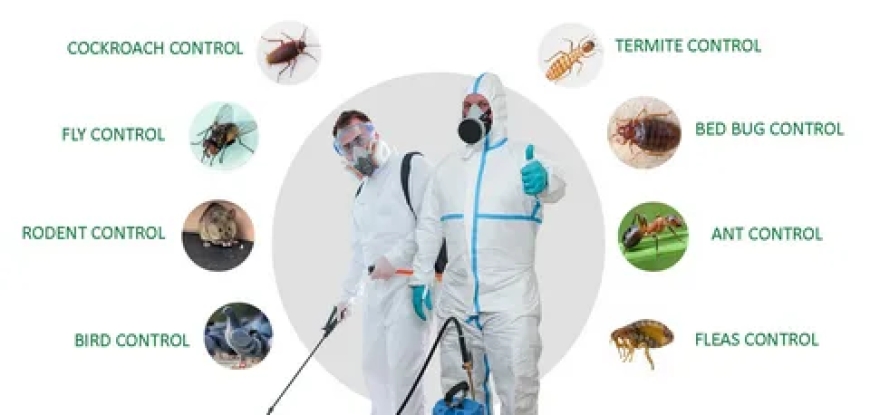 Roach Infestations in Pet-Friendly NYC Apartments: How a Staten Island Exterminator or Manhattan Expert Can Protect Your Cat and Your Lease