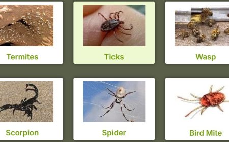 Pest Control Morley: Reliable Solutions for a Pest-Free Home