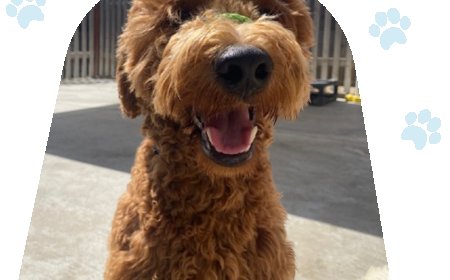 Tips for Leash Walking in Busy or Distracting Environments