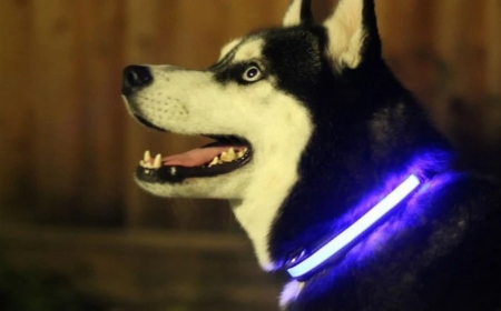 Pet Respiratory Emergencies: How to Recognize and Respond Quickly