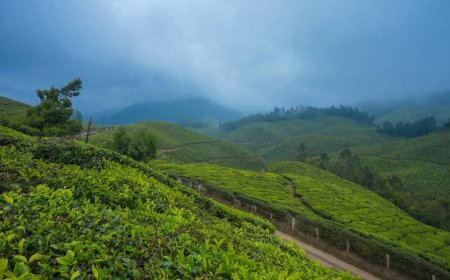 Beyond the Mist: Experiencing Munnar like Never Before