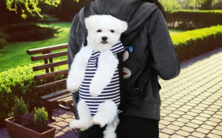 The Ultimate Guide to Choosing the Right Dog Travel Suitcase for Your Pet