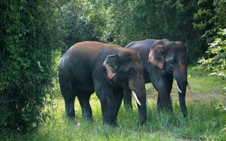 Explore the Wild Beauty of a Wildlife Sanctuary in Odisha