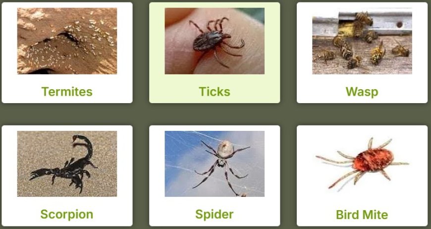 Pest Control Morley: Reliable Solutions for a Pest-Free Home