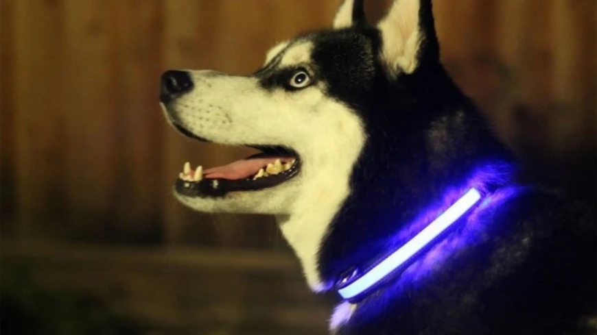 Pet Respiratory Emergencies: How to Recognize and Respond Quickly
