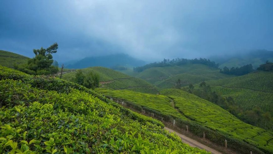 Beyond the Mist: Experiencing Munnar like Never Before