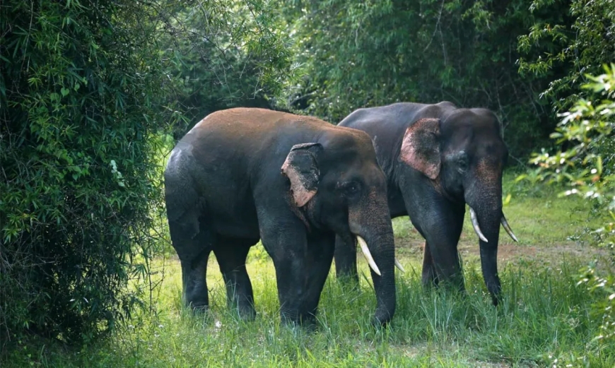 Explore the Wild Beauty of a Wildlife Sanctuary in Odisha
